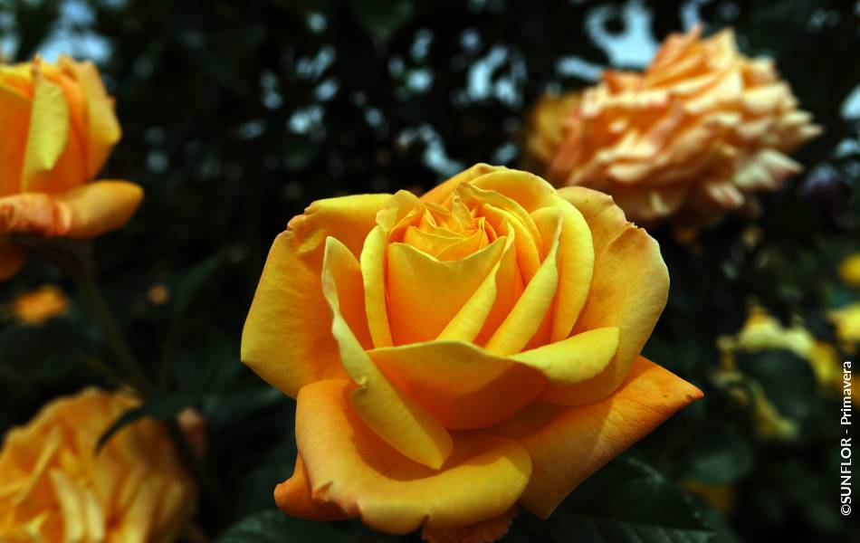 ©SUNFLOR - Primavera